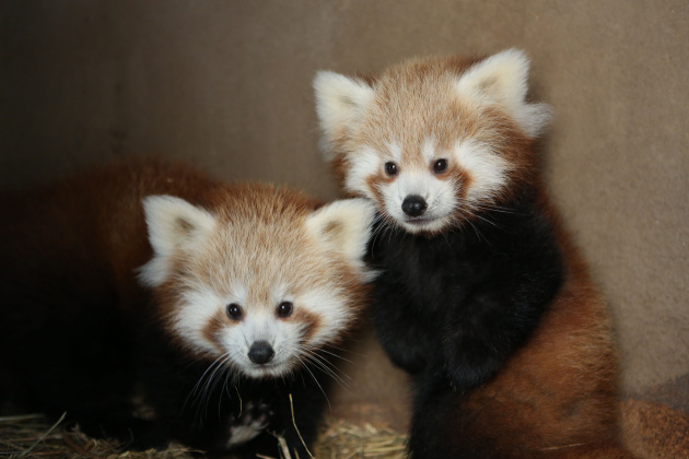 panda cervena zoo jihlava mladata